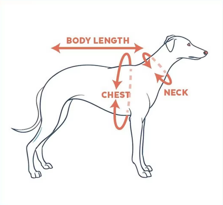 showing visually where to take measurements on a dog