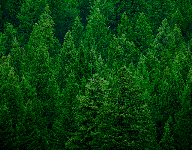 forest of trees